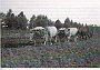 Bòaria - Paesaggi agrari della pianura veneta Edizioni Venetoagricoltura (foto Scheuermeier) (Moreno Damasco)